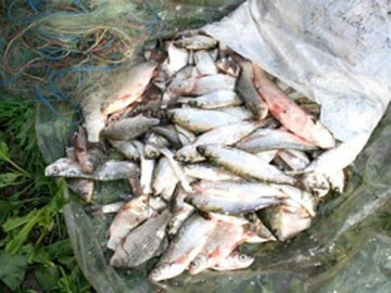 Prinşi cu 131 de kilograme de peşte diferite specii